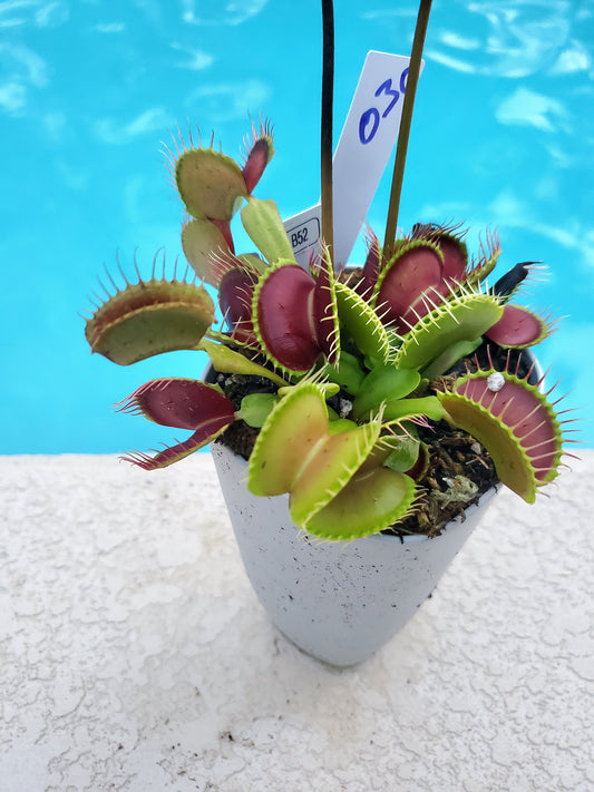 Get me that plant - 030 - B52 Venus Flytrap Carnivorous plant