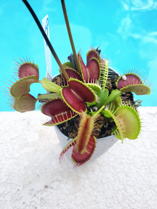 Get me that plant - 030 - B52 Venus Flytrap Carnivorous plant