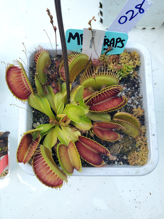 Get me that plant - 028 - G17 Megatraps Venus Flytrap Carnivorous plant