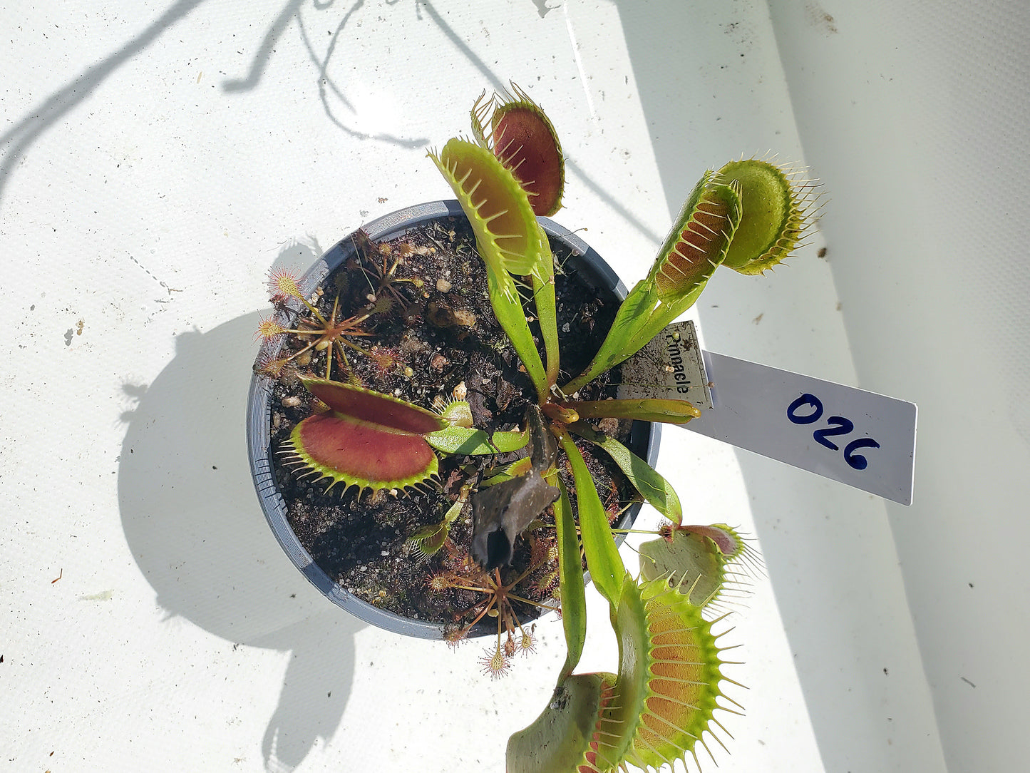 Get me that plant - 026 - Pinnacle Venus Flytrap Carnivorous plant