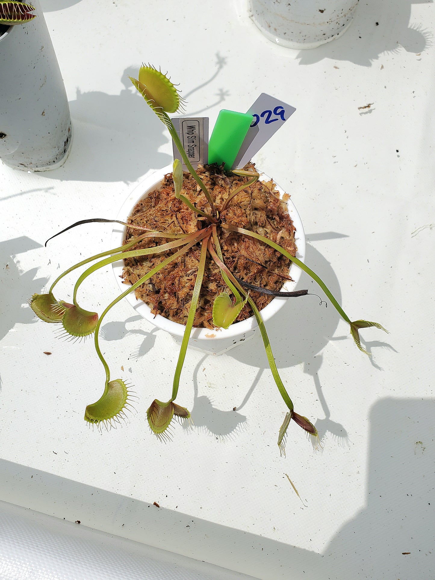 Get me that plant - 029 - WIP Slim Snapper Venus Flytrap Carnivorous plant