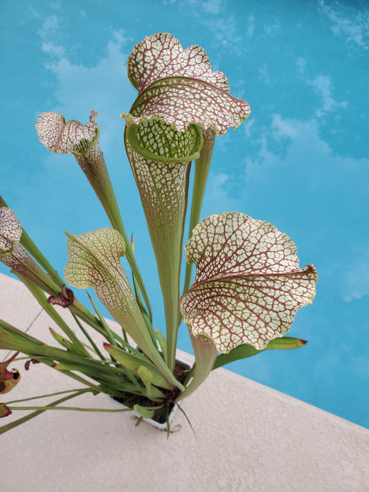 Pitcher Plant - Sarracenia Jessica X Wilkersons Red Rocket Carnivorous Live Plant