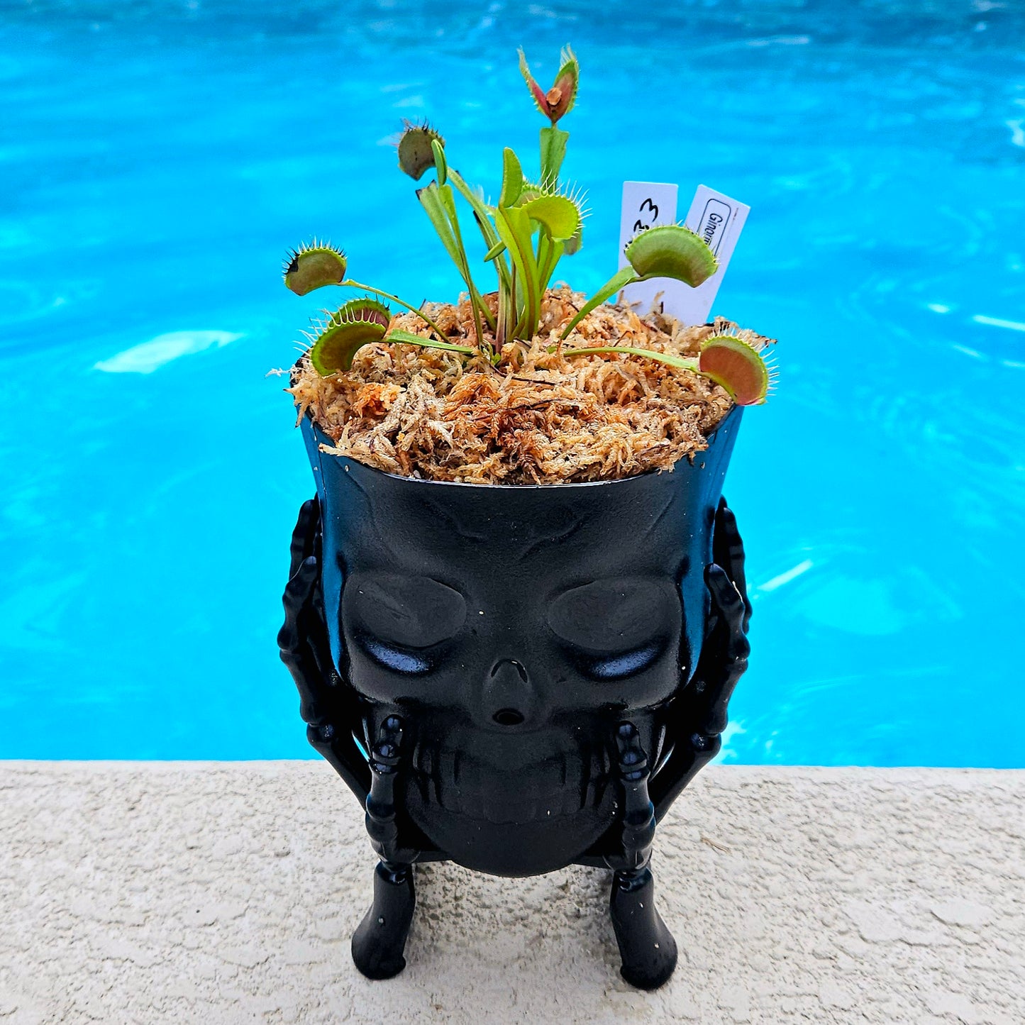 Haunter Flytraps Skull Pot Common - Venus Flytrap Carnivorous Plant