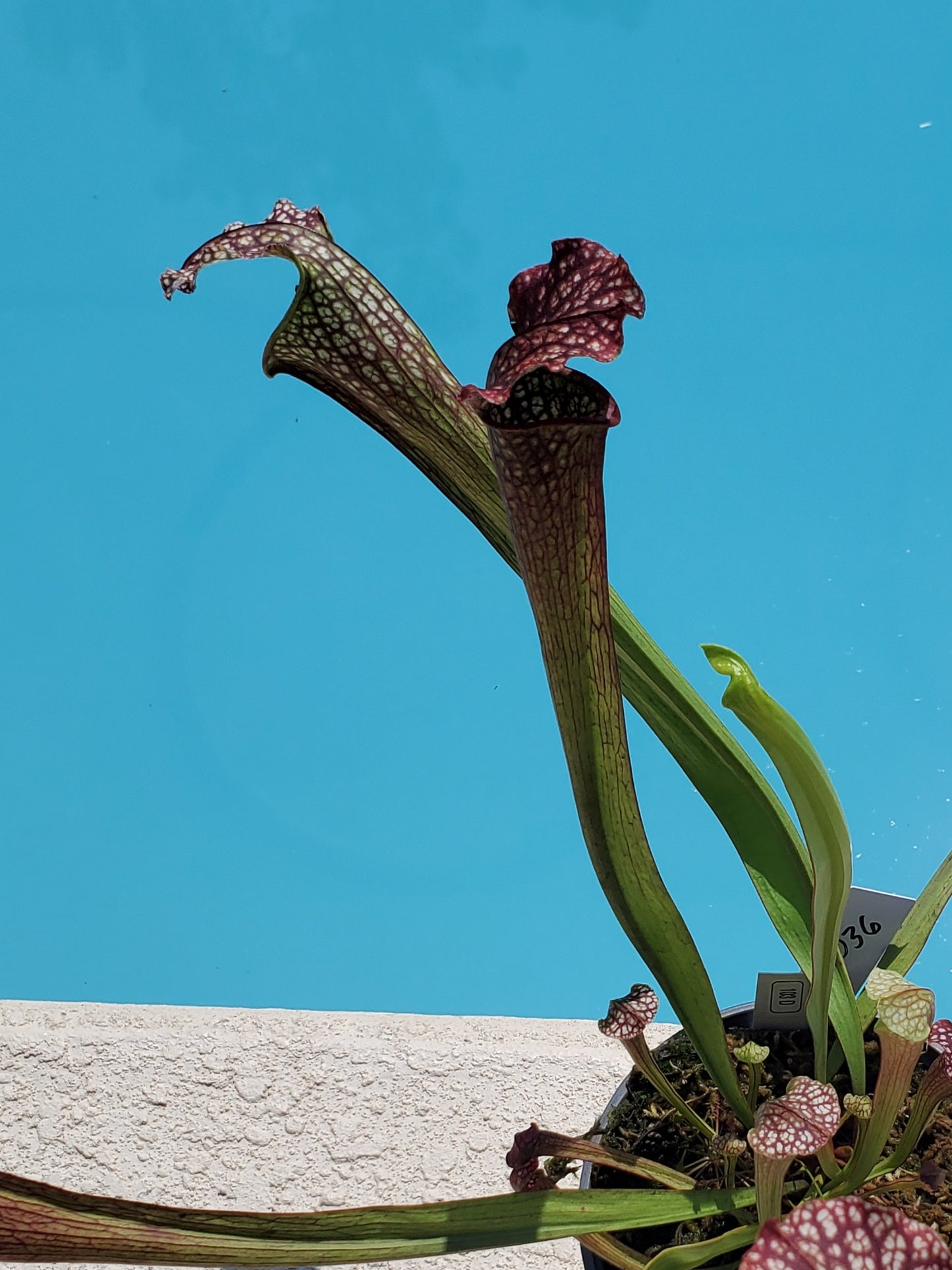 Get me that plant - 036 - Sarracenia Pitcher Plant NoID Leucophylla Carnivorous plant