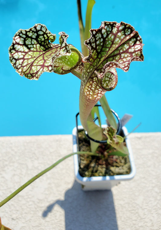 Get me that plant - 035 - Sarracenia Pitcher Plant Leucophylla #2 Carnivorous plant
