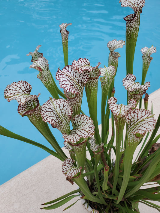 Pitcher Plant - Sarracenia Tarnok Carnivorous Live Plant