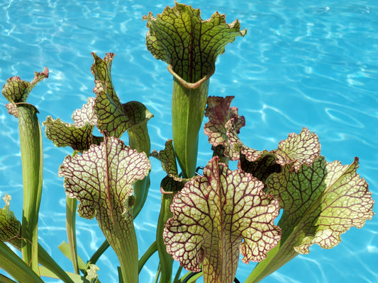 Pitcher Plant - Sarracenia Tapestry Carnivorous Live Plant