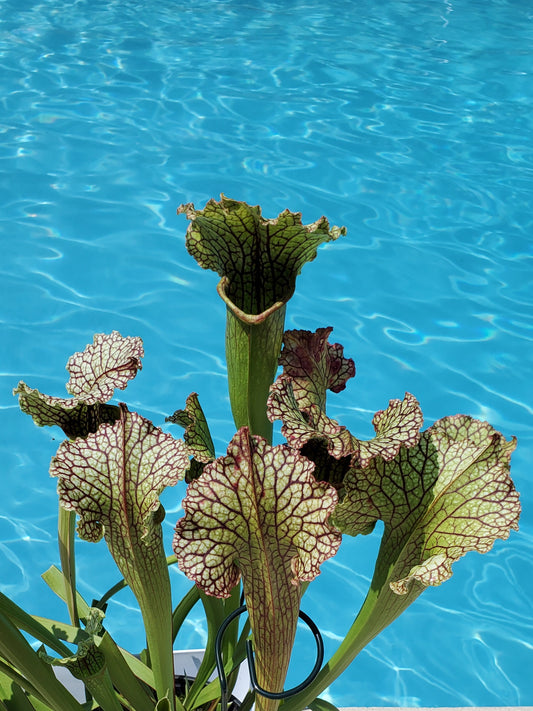 Pitcher Plant - Sarracenia Tapestry Carnivorous Live Plant