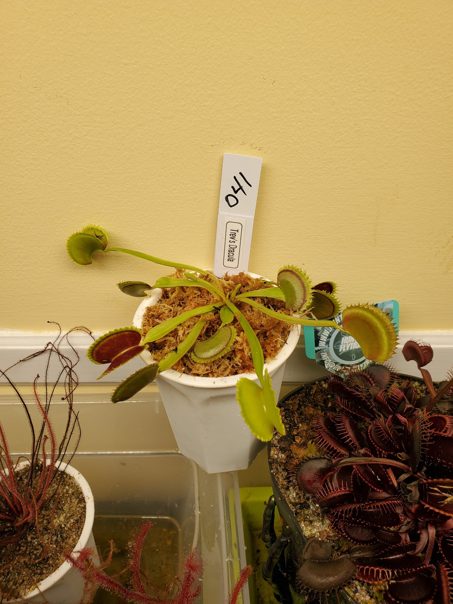 Get me that plant - 041 - Trevs Dracula Venus Flytrap Carnivorous plant