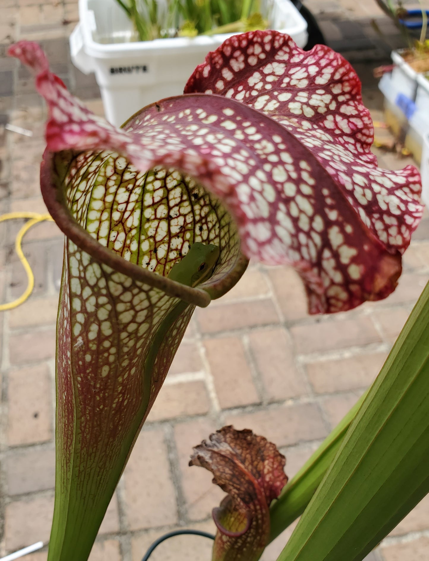 Pitcher Plant - Sarracenia Jessica X Wilkersons Red Rocket Carnivorous Plant