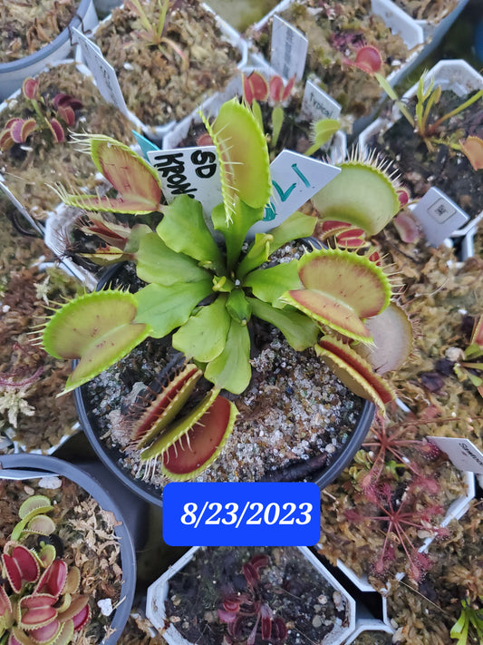 Get me that plant - 021 - SD Kronos Venus Flytrap Carnivorous plant