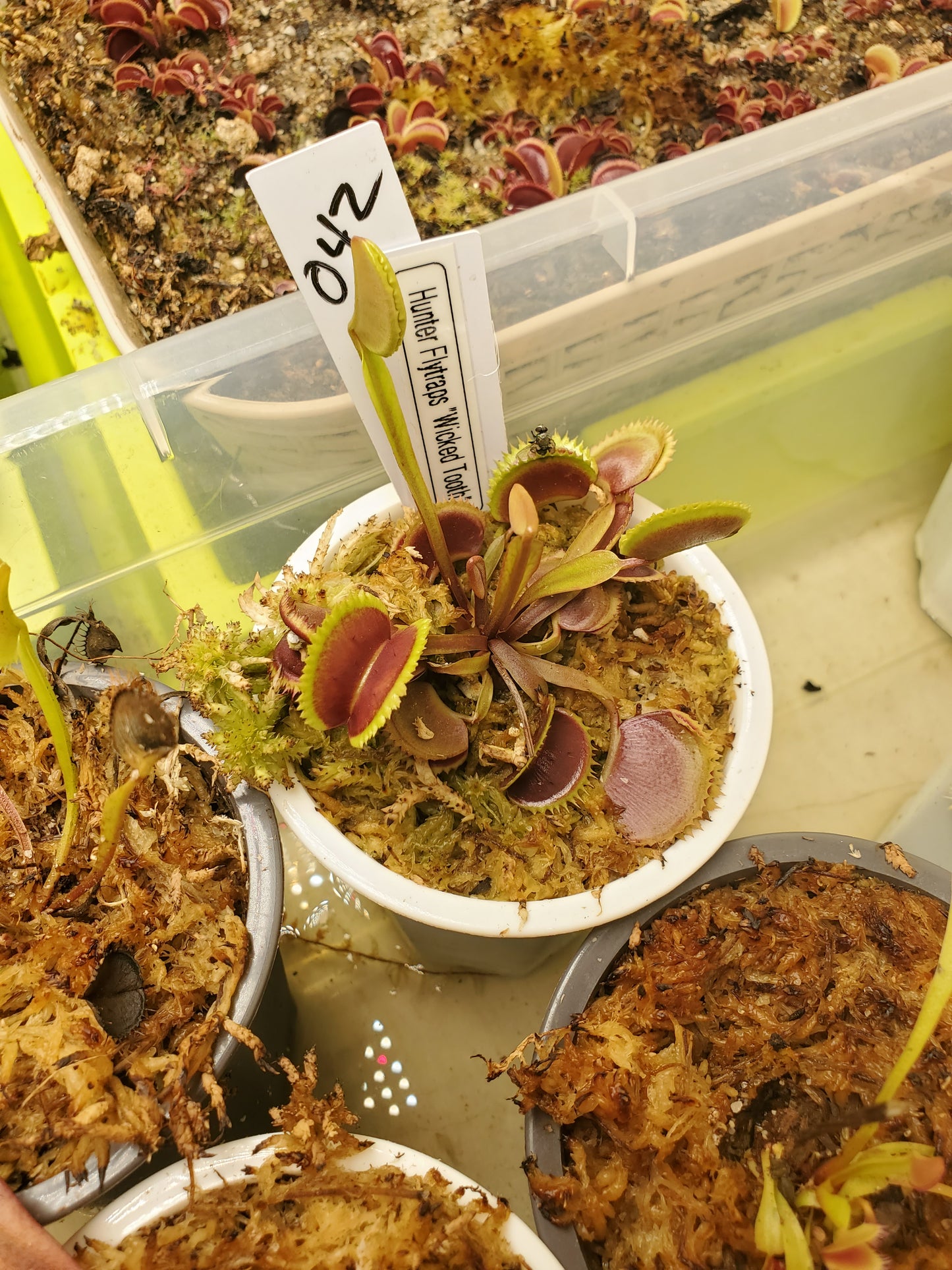 Get me that plant - 042 - Hunter Flytraps Wicked Tooth Venus Flytrap Carnivorous plant