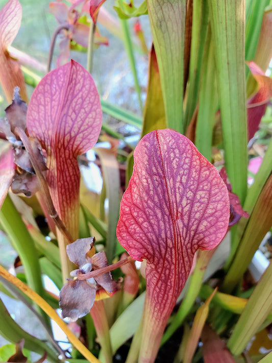 Pitcher Plant - Sarracenia Lamentations - Carnivorous Live Plant