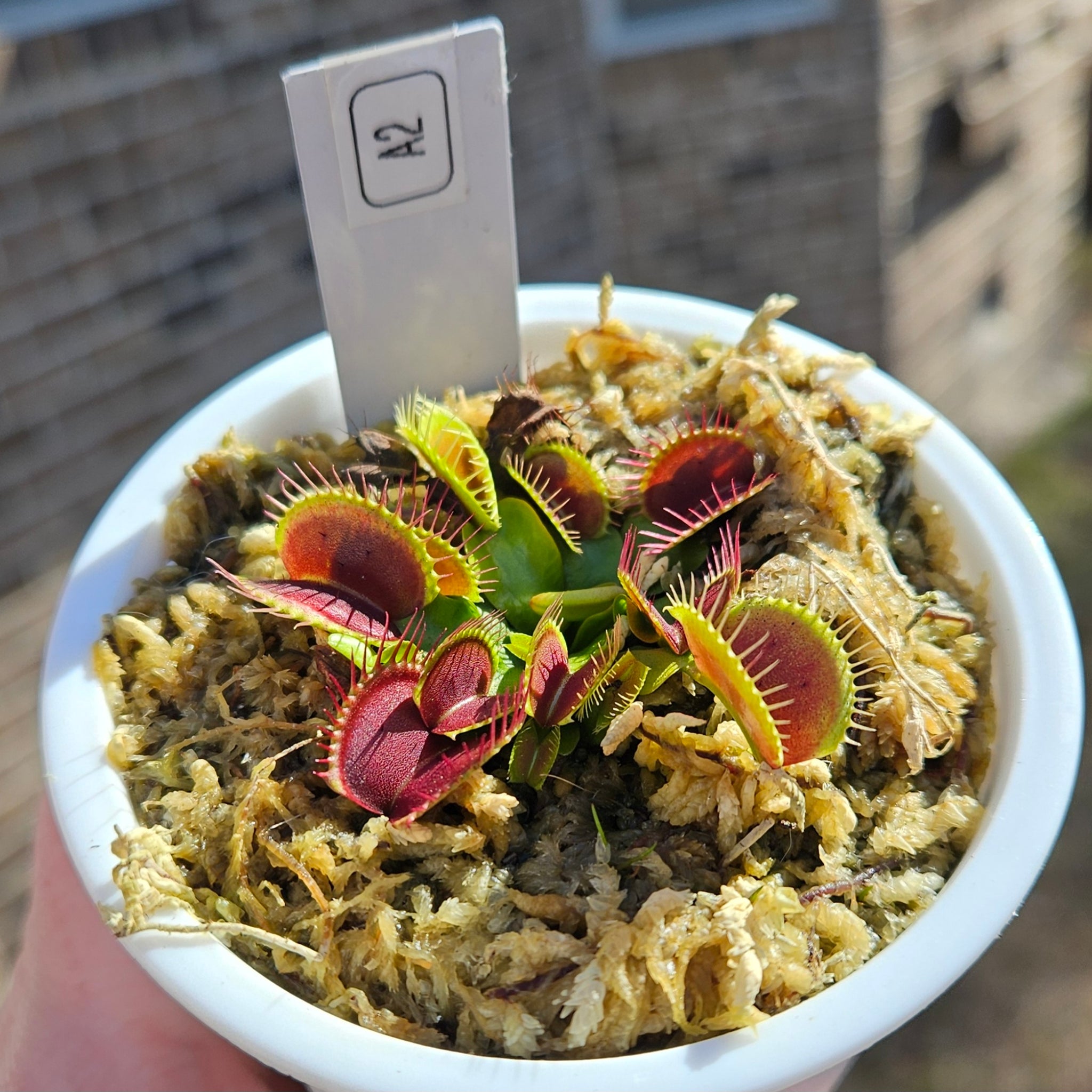 A2 Venus Flytrap Carnivorous plant – Hunter Flytraps