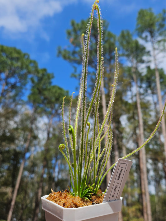 Drosera Filiformis - Thread leaved sundew