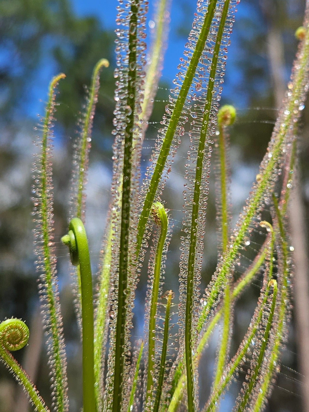 Drosera Filiformis - Thread leaved sundew – Hunter Flytraps