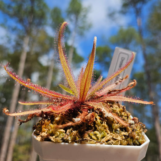 Drosera Adelae- Lance-Leaved Sundew