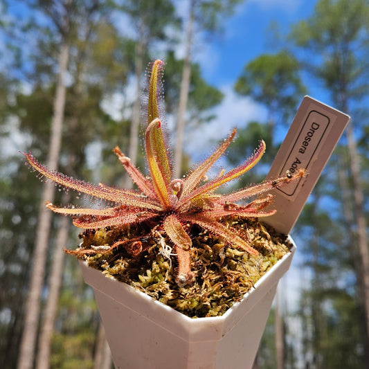 Drosera Adelae- Lance-Leaved Sundew