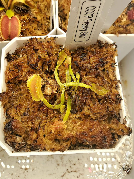 Freaky Star - Venus Flytrap Carnivorous Plant