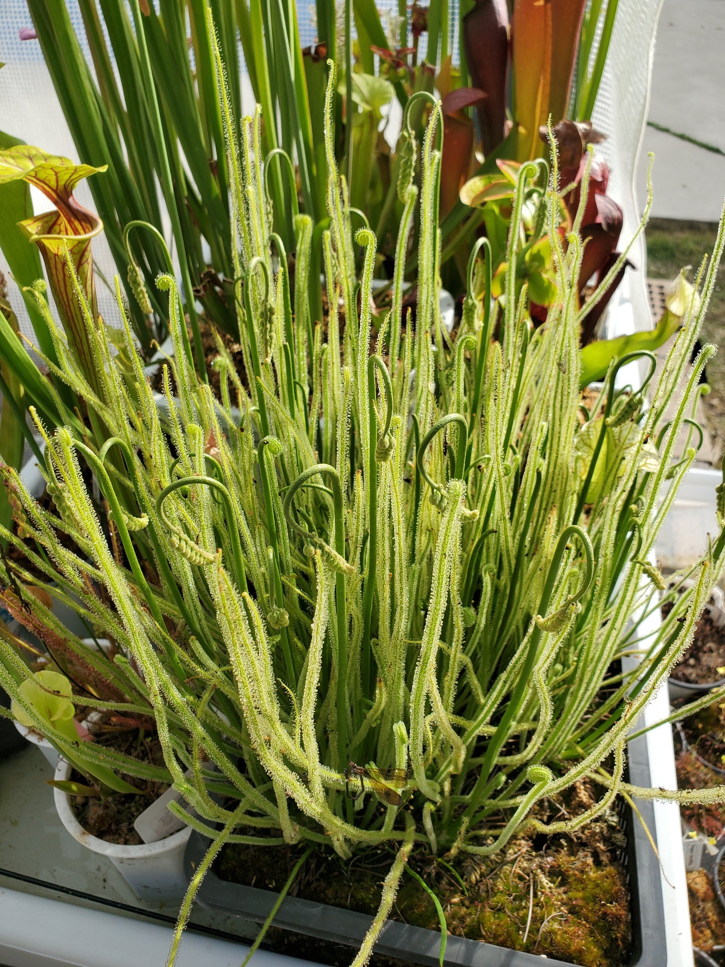 Drosera Filiformis Tracyi - Thread leaved sundew