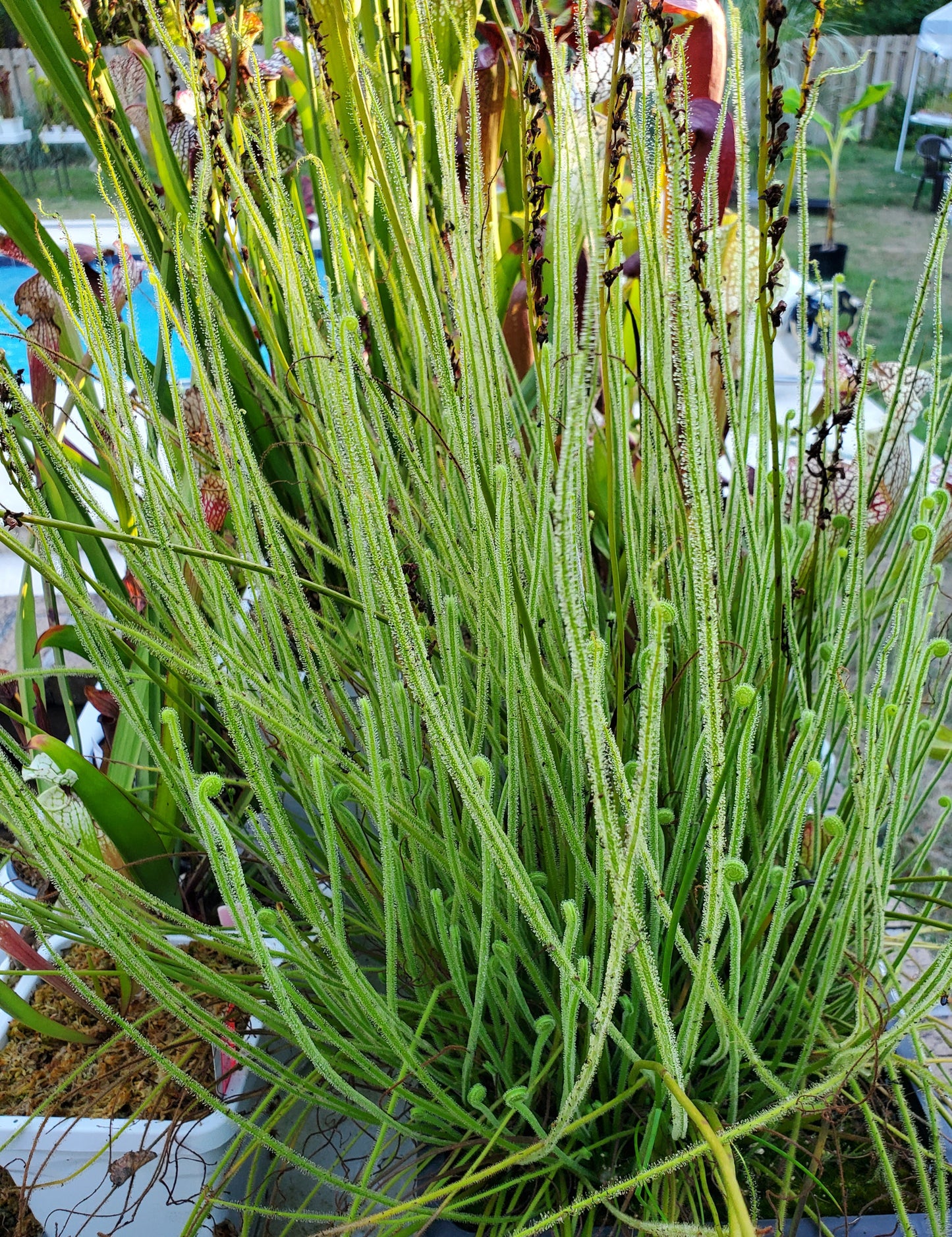 Drosera Filiformis Tracyi - Thread leaved sundew