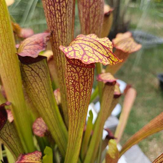 Pitcher Plant - Sarracenia x Red Vein Trumpet Carnivorous Live Plant