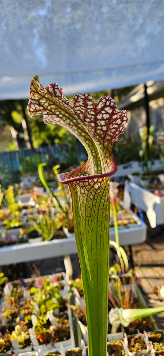 Pitcher Plant - Sarracenia Leucophylla Red (WRR x Frankin Co FL Clone B) x Adran Slack - VARIOUS COLORS - Carnivorous Live Plant