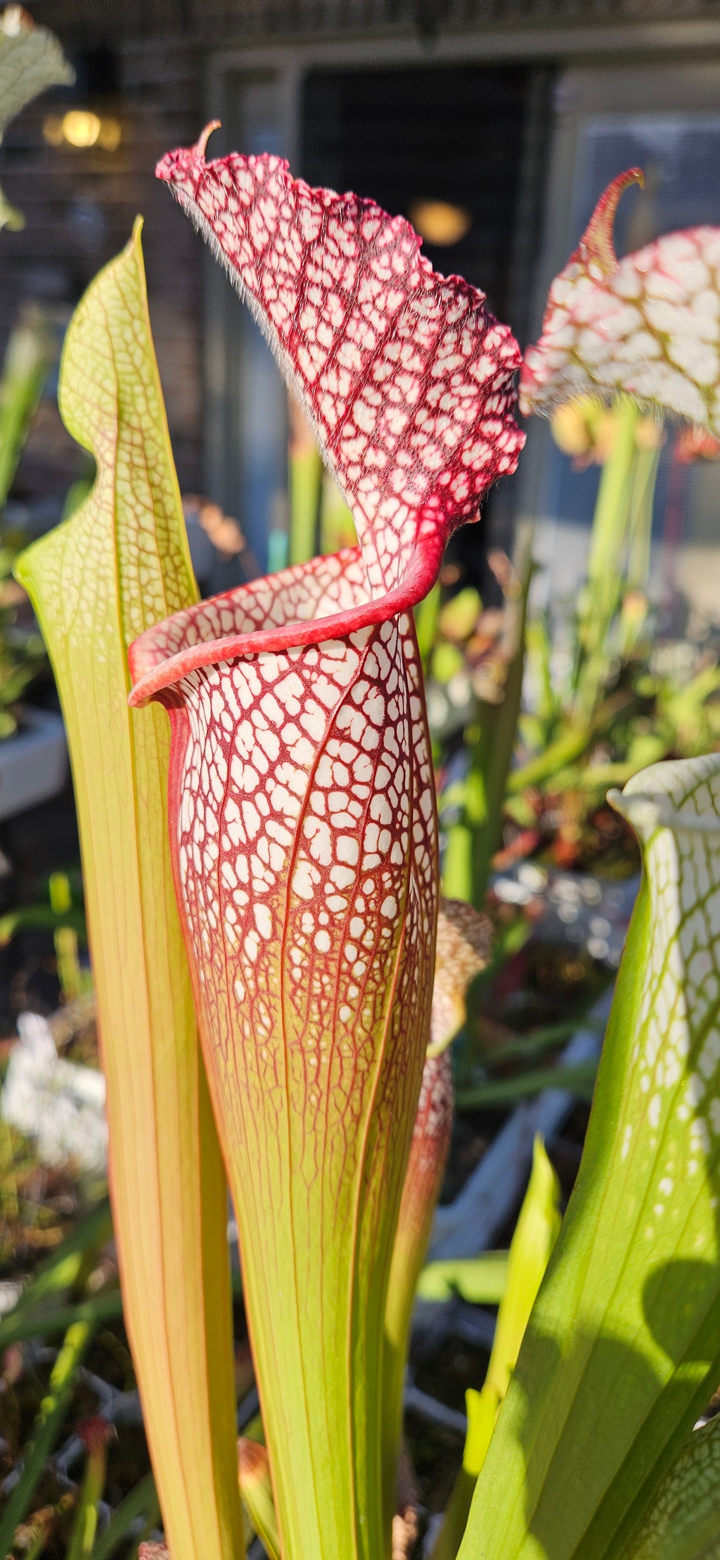 Pitcher Plant - Sarracenia Leucophylla Samson x Elvis Wilkerson Carnivorous Plant