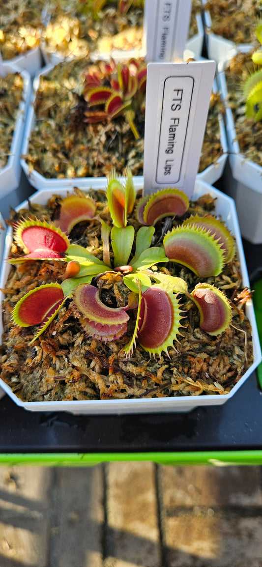 FTS Flaming Lips Venus Flytrap Carnivorous Plant