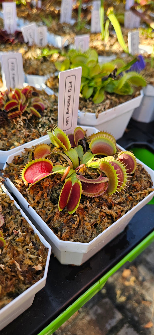 FTS Flaming Lips - Venus Flytrap Carnivorous Plant