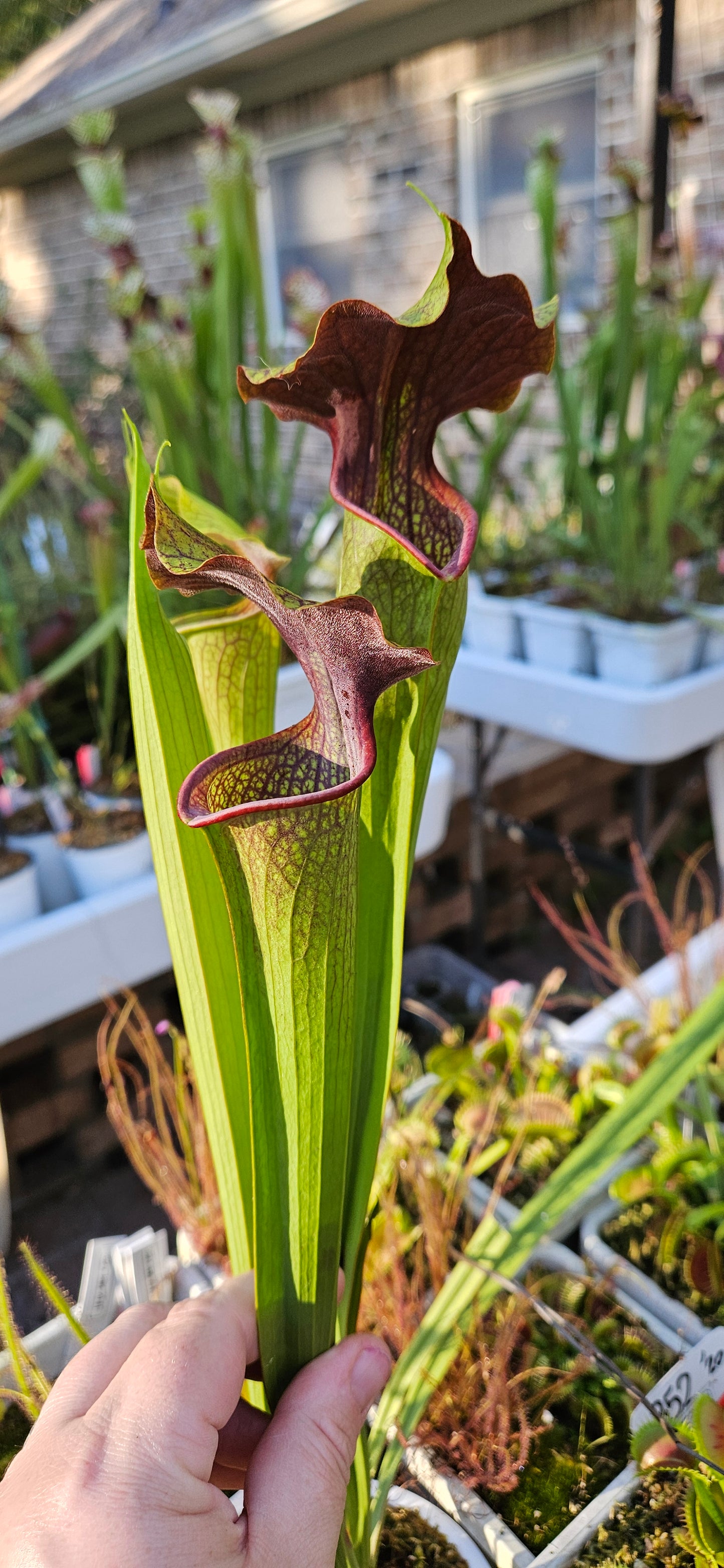 Pitcher Plant - Sarracenia Leah Wilkerson x Alata Dark Streak - A - Carnivorous Live Plant
