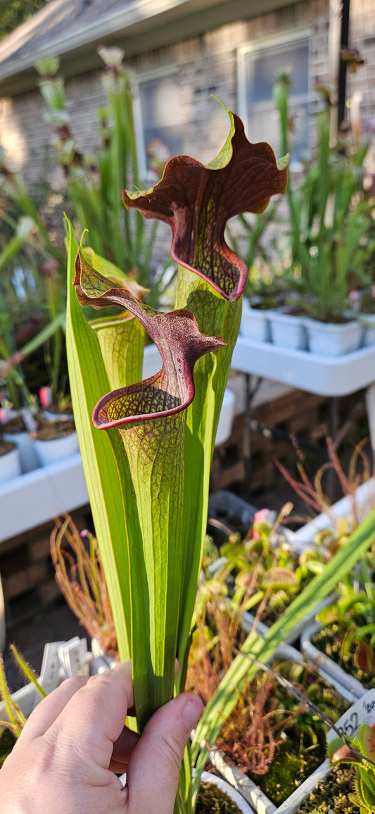 Pitcher Plant - Sarracenia Leah Wilkerson x Alata Dark Streak - A - Carnivorous Live Plant