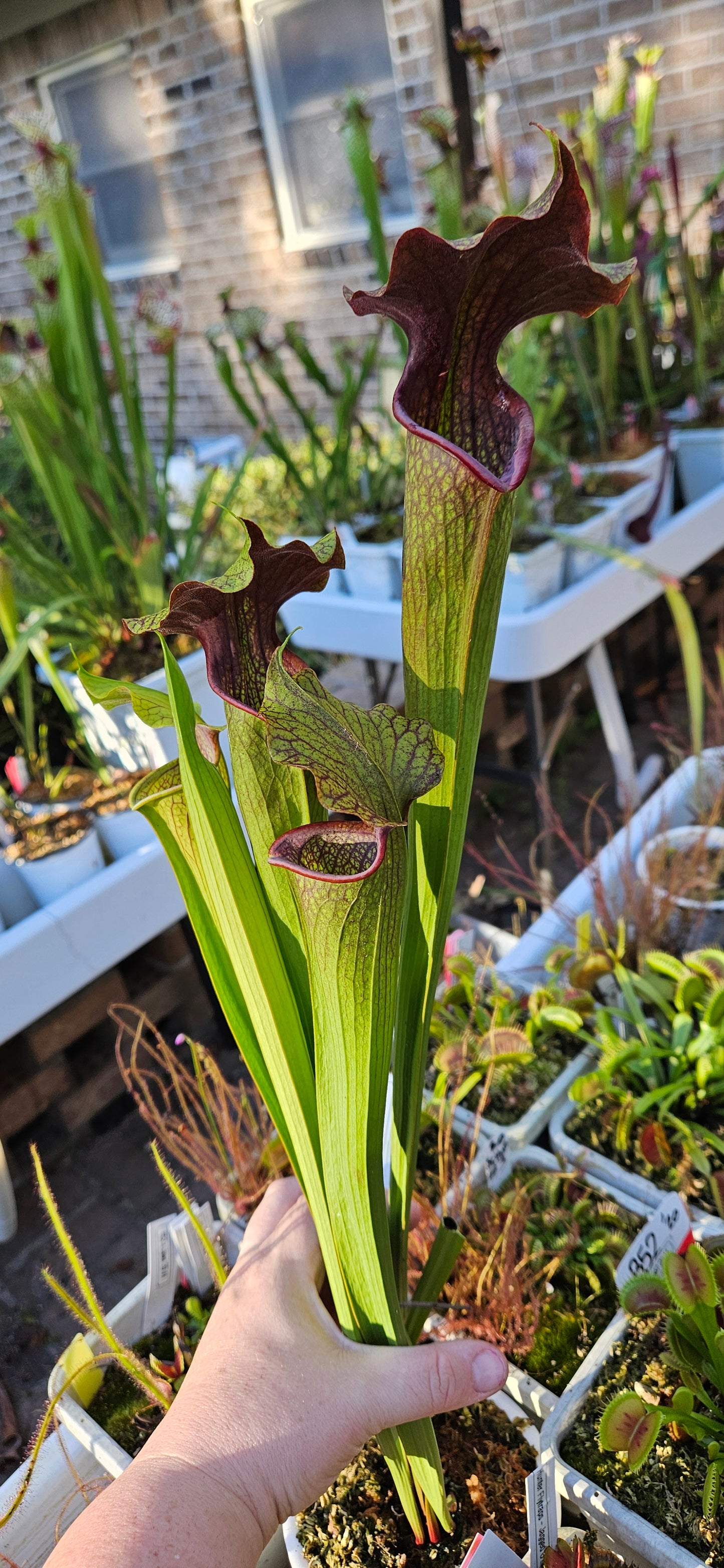 Pitcher Plant - Sarracenia Leah Wilkerson x Alata Dark Streak - A - Carnivorous Live Plant