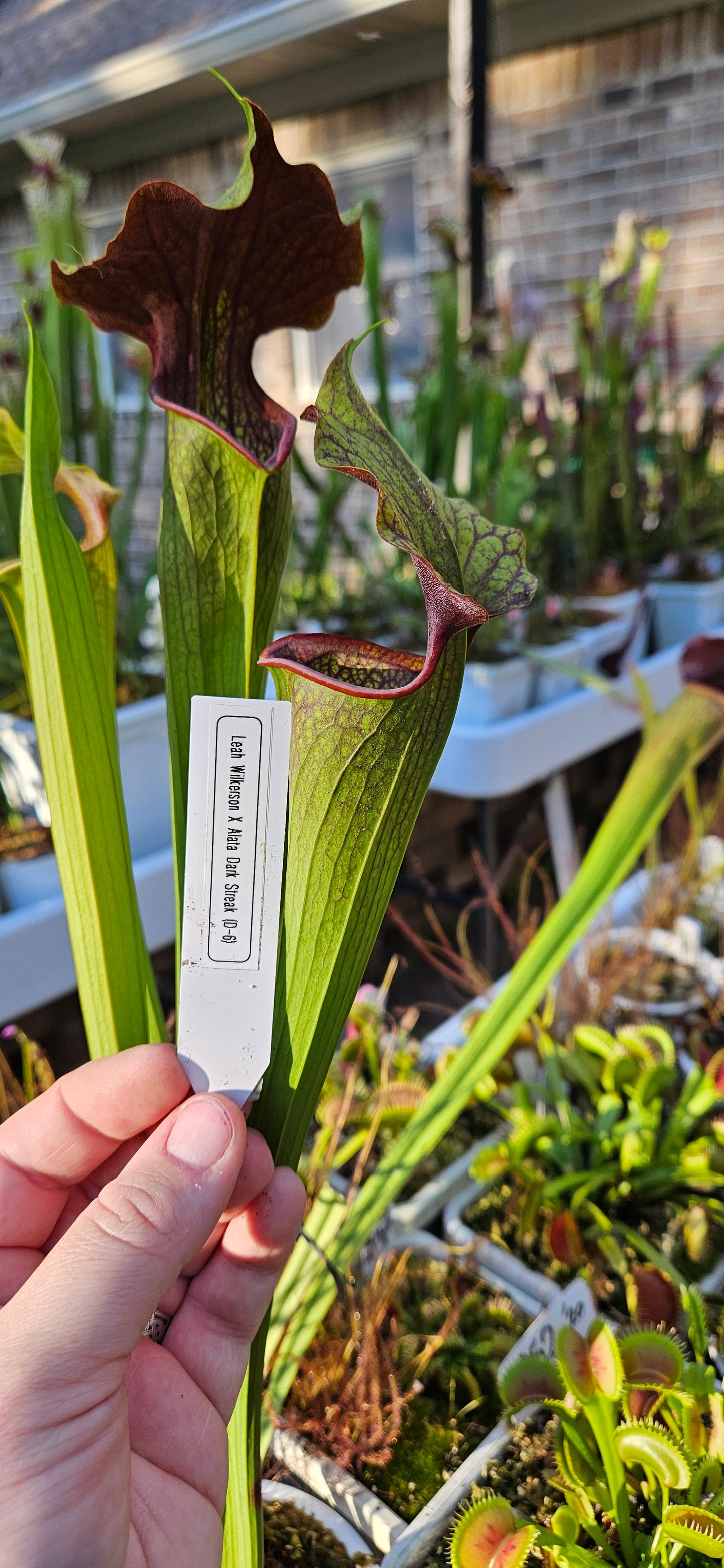 Pitcher Plant - Sarracenia Leah Wilkerson x Alata Dark Streak - A - Carnivorous Live Plant