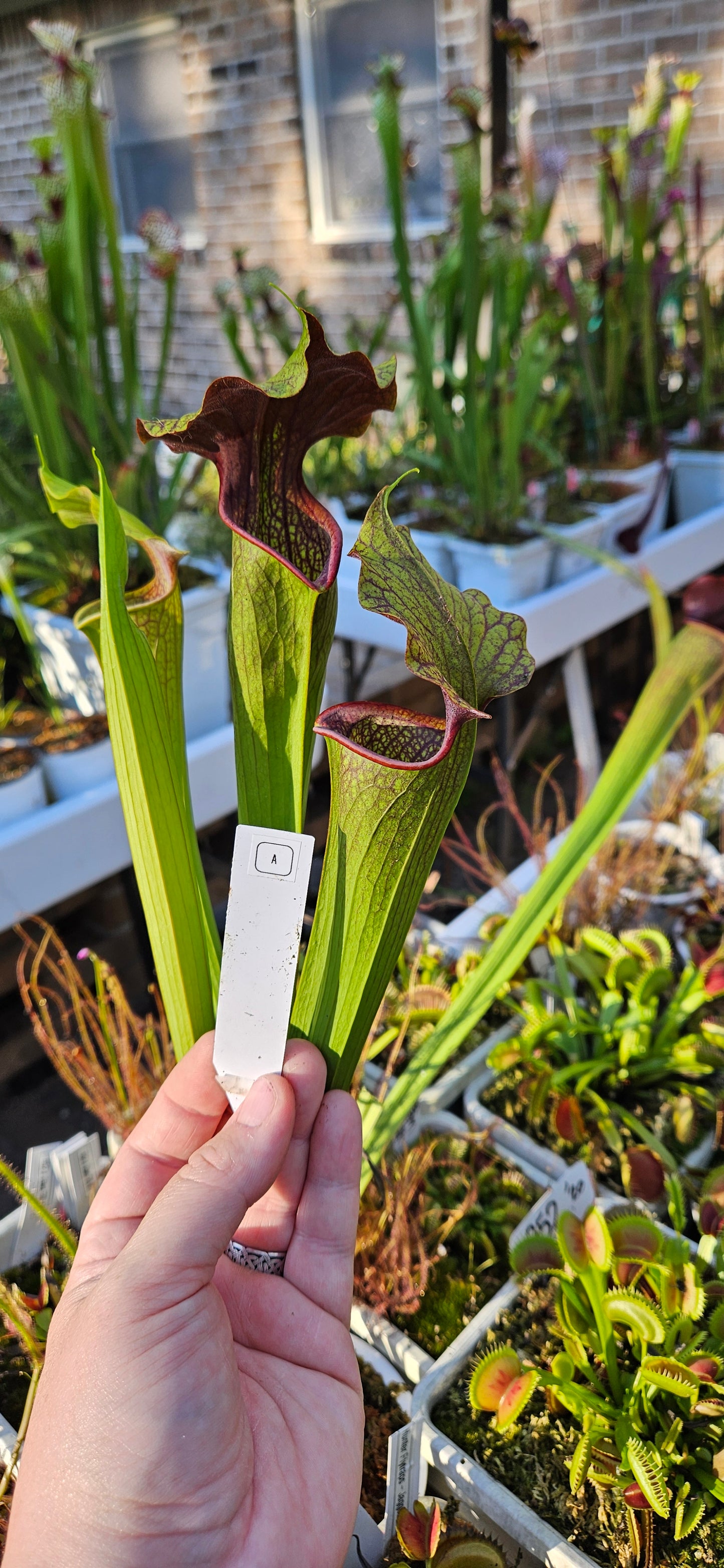 Pitcher Plant - Sarracenia Leah Wilkerson x Alata Dark Streak - A - Carnivorous Live Plant