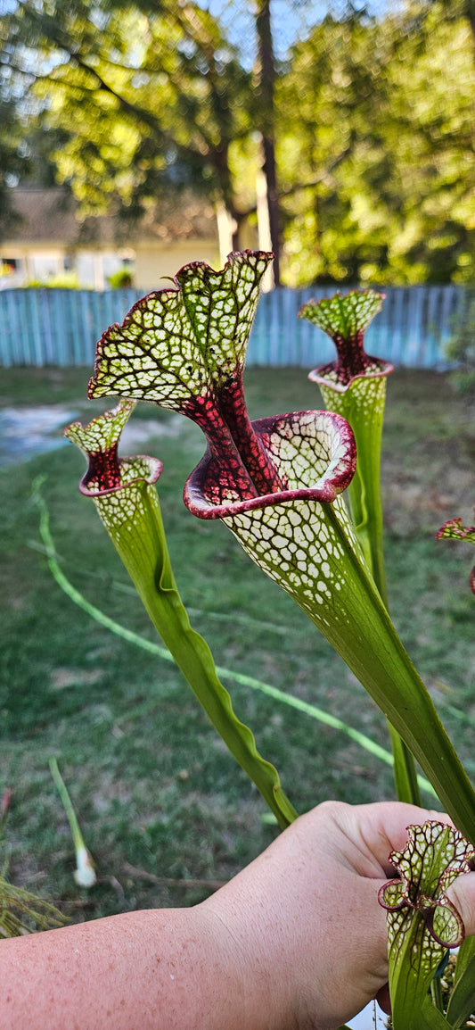 Pitcher Plant - Sarracenia Lunchbox - Carnivorous Live Plant