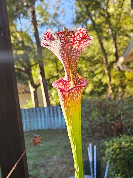 Pitcher Plant - Sarracenia Leucophylla Red (WRR x Frankin Co FL Clone B) x Adran Slack - Grape Crush - Carnivorous Live Plant