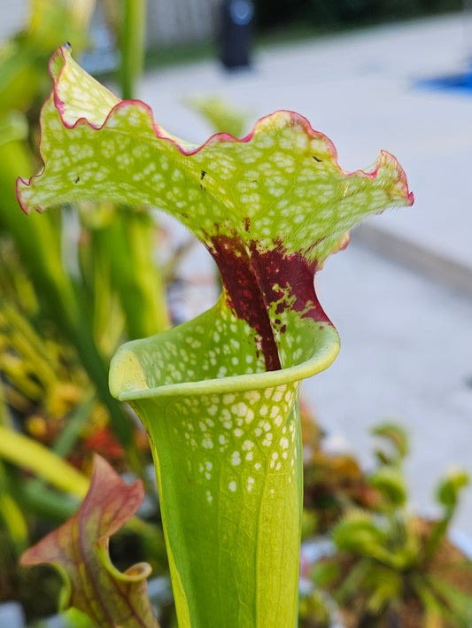 Pitcher Plant - Sarracenia Cherries Jubilee x Lunchbox - Best White - Carnivorous Live Plant