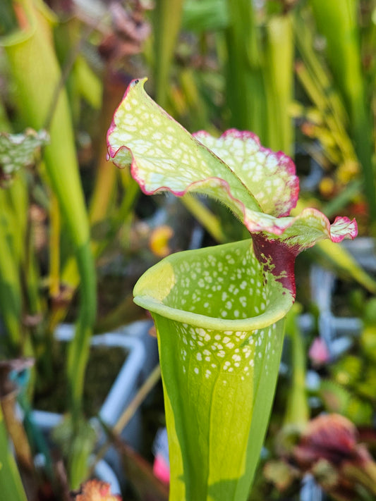 Pitcher Plant - Sarracenia Cherries Jubilee x Lunchbox - Best White - Carnivorous Live Plant
