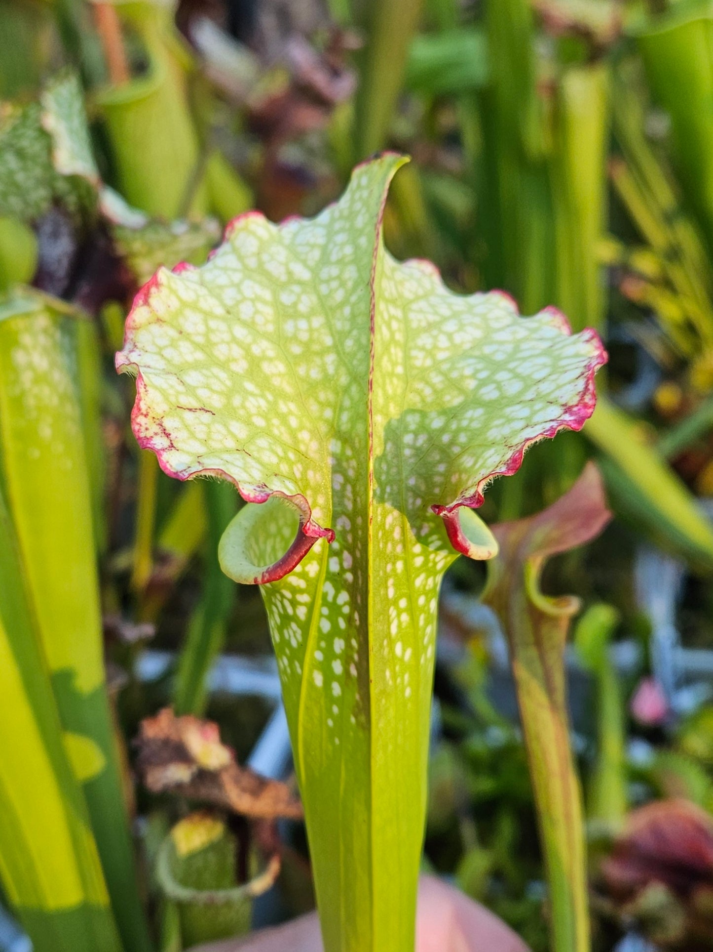 Pitcher Plant - Sarracenia Cherries Jubilee x Lunchbox - Best White - Carnivorous Live Plant