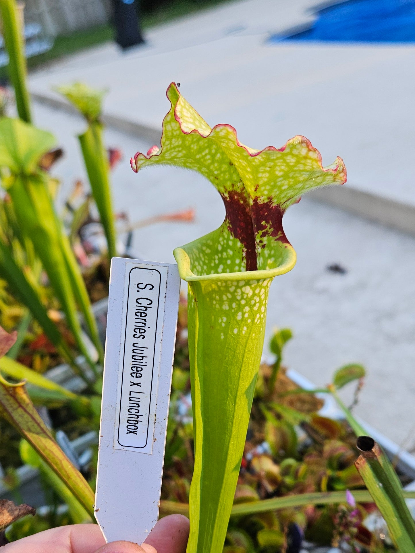 Pitcher Plant - Sarracenia Cherries Jubilee x Lunchbox - Best White - Carnivorous Live Plant