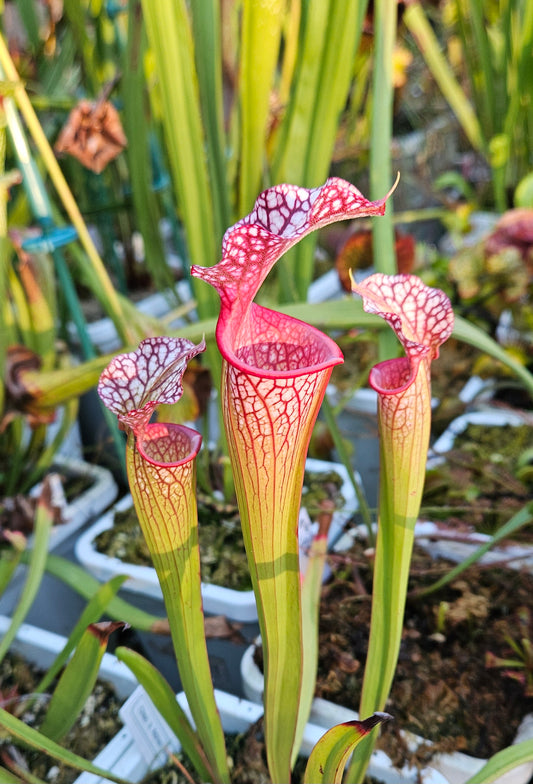 Pitcher Plant - Sarracenia Oreo x Adrian Slack - Carnivorous Live Plant