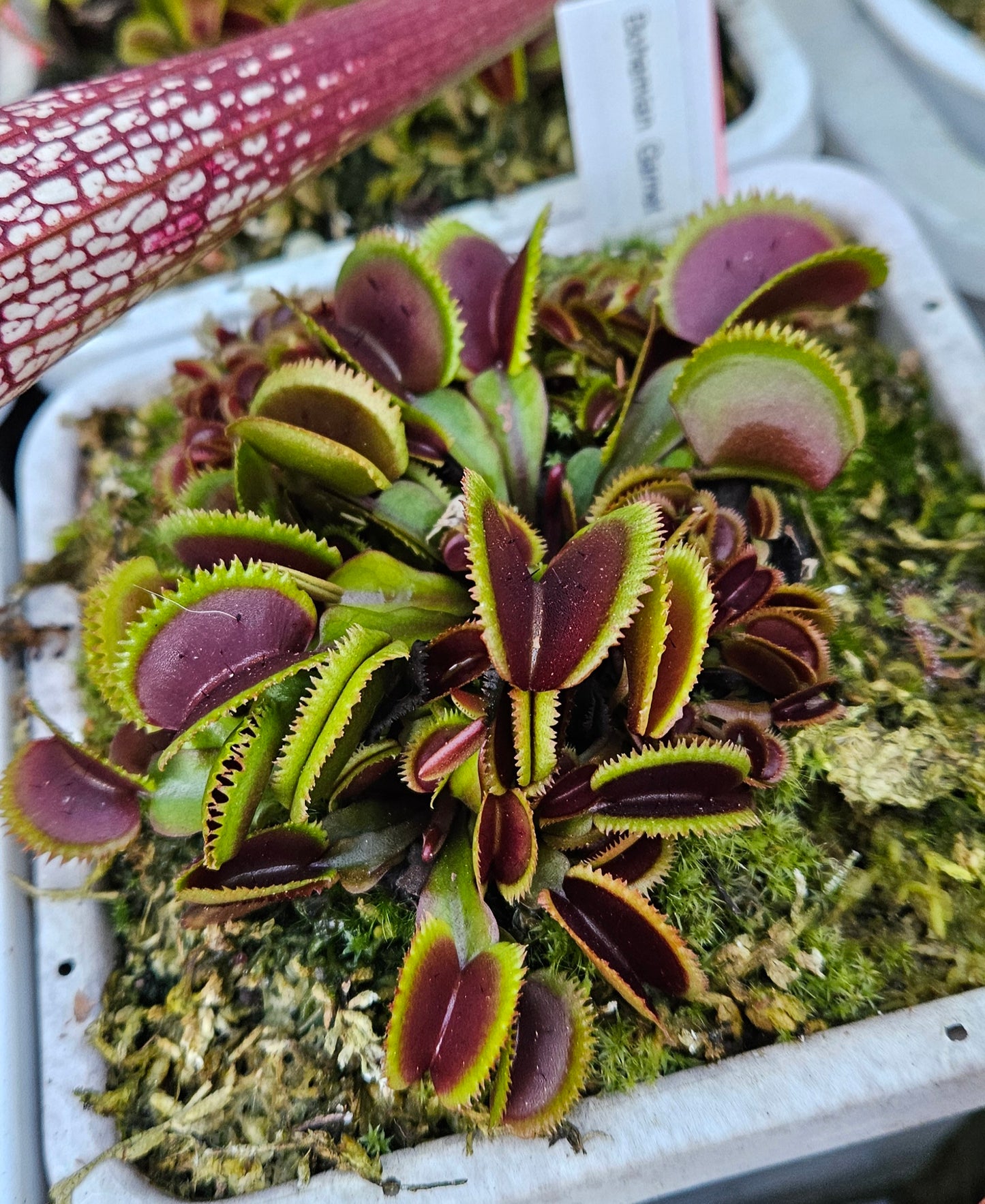 Bohemian Garnet - Venus Flytrap Carnivorous Plant