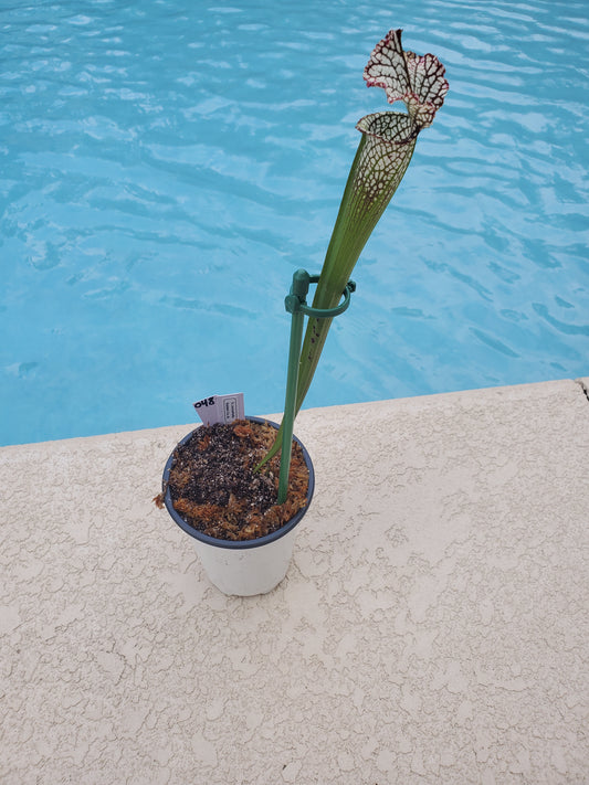 Get me that plant - 048 - Sarracenia Pitcher Plant Leucophylla Baldwin Co, AL Carnivorous plant