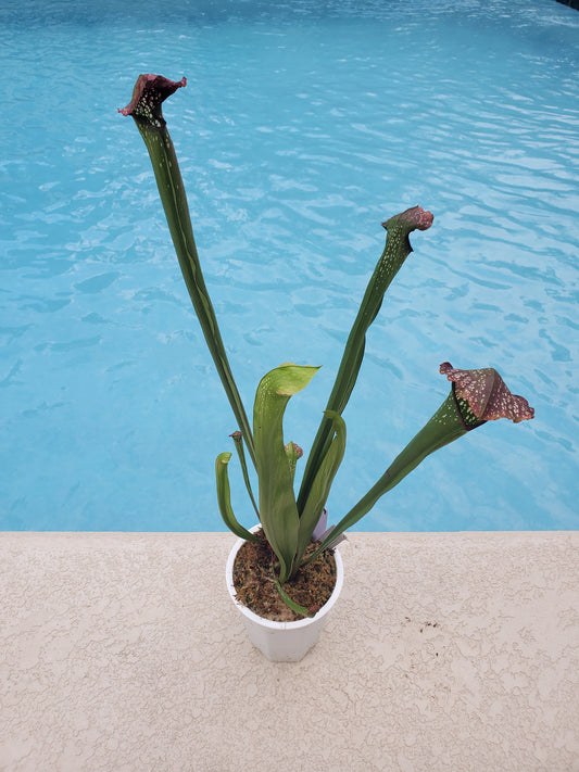 Get me that plant - 059 - Sarracenia Pitcher Plant Leuco Red x Minor Giant Carnivorous plant