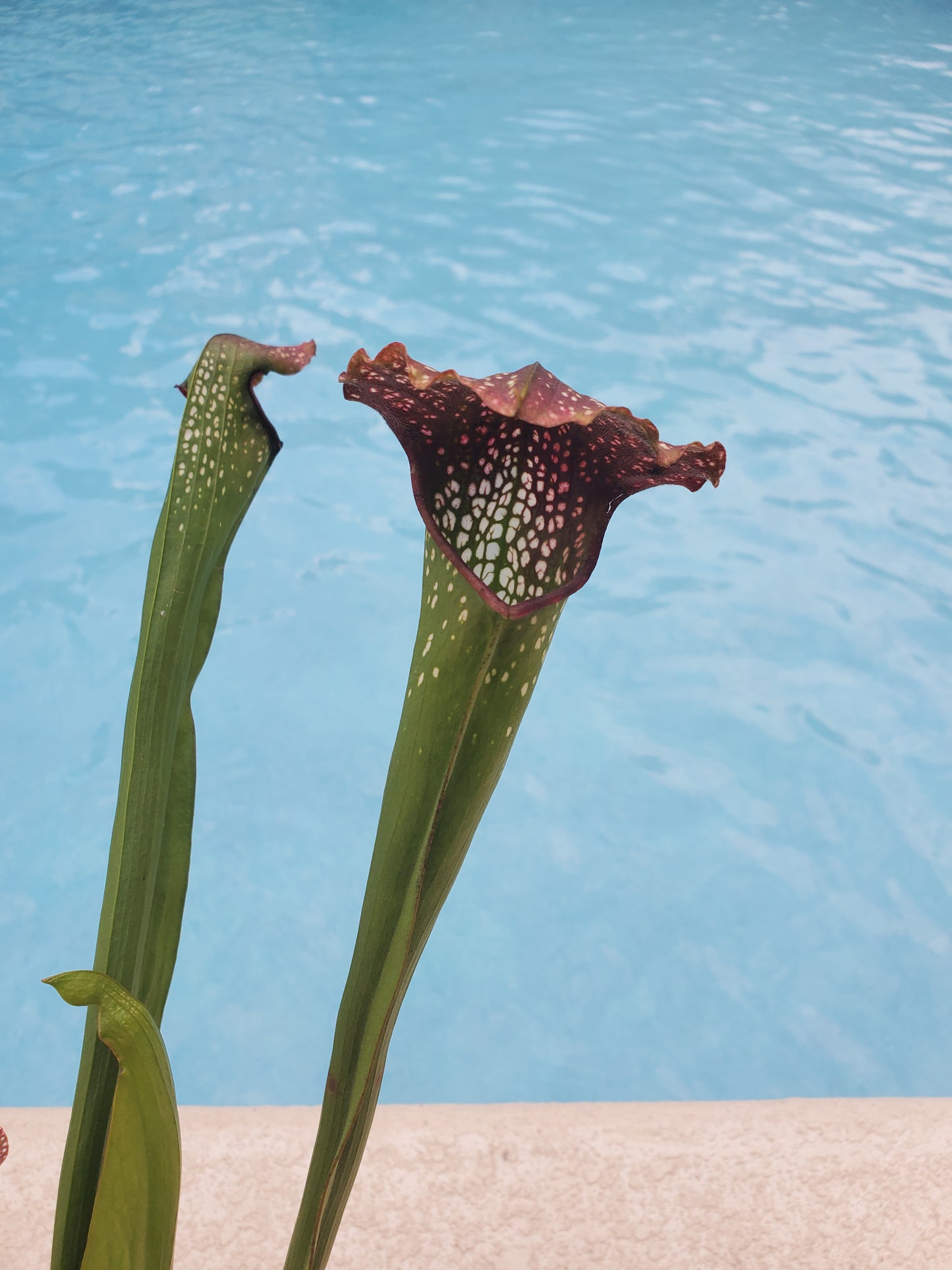 Get me that plant - 059 - Sarracenia Pitcher Plant Leuco Red x Minor Giant Carnivorous plant