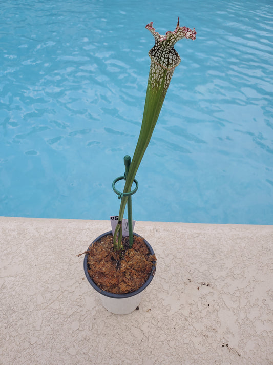 Get me that plant - 050 - Sarracenia Pitcher Plant Leucophylla Baldwin Co, AL Carnivorous plant