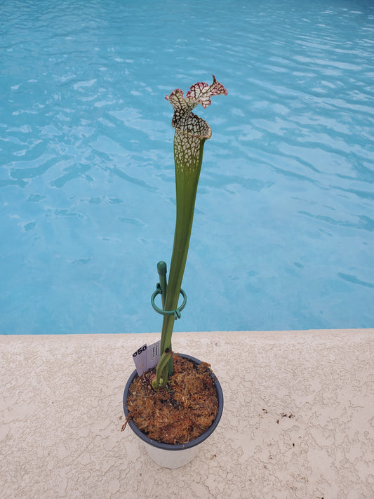 Get me that plant - 050 - Sarracenia Pitcher Plant Leucophylla Baldwin Co, AL Carnivorous plant