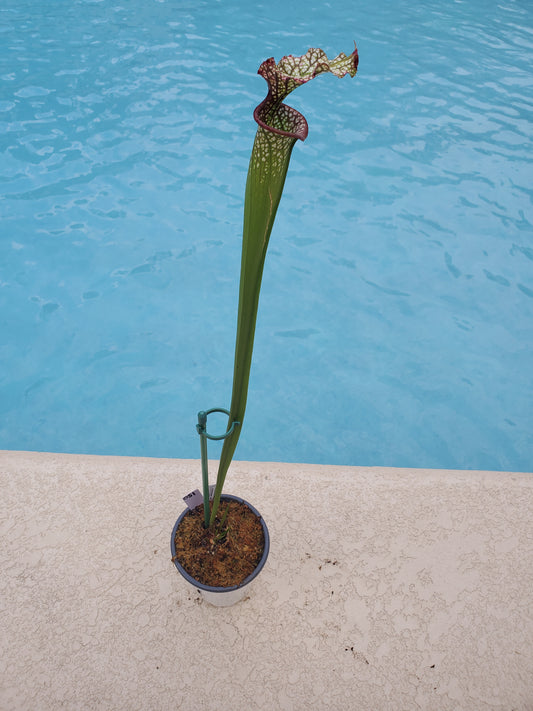 Get me that plant - 051 - Sarracenia Pitcher Plant Red(WRR x Franklin Co Clone B) x Adrian Slack white Carnivorous plant