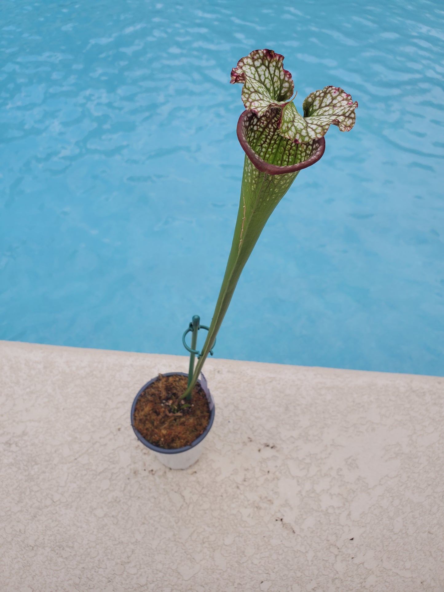 Get me that plant - 051 - Sarracenia Pitcher Plant Red(WRR x Franklin Co Clone B) x Adrian Slack white Carnivorous plant